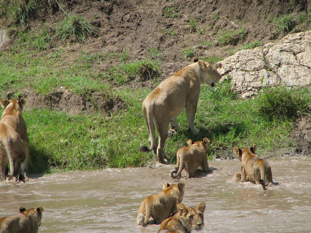 ホテル Maasai Simba Camp アンボセリ エクステリア 写真