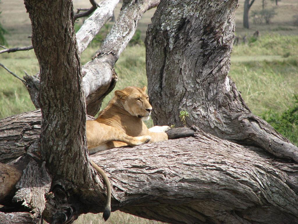 ホテル Maasai Simba Camp アンボセリ エクステリア 写真