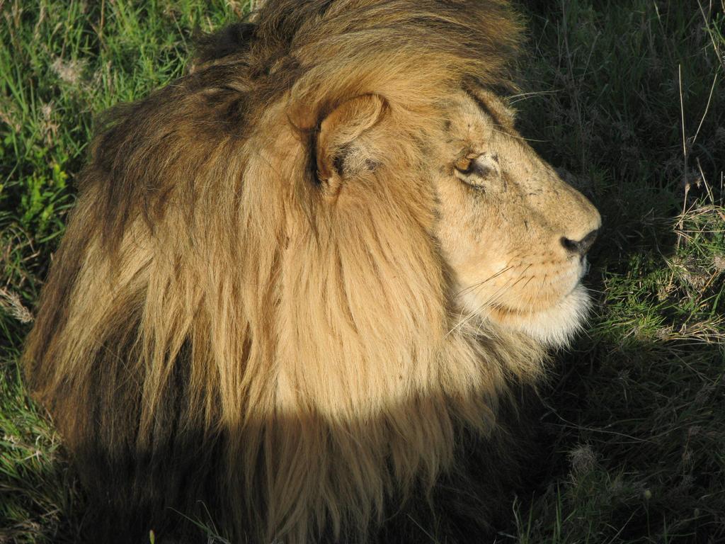 ホテル Maasai Simba Camp アンボセリ エクステリア 写真