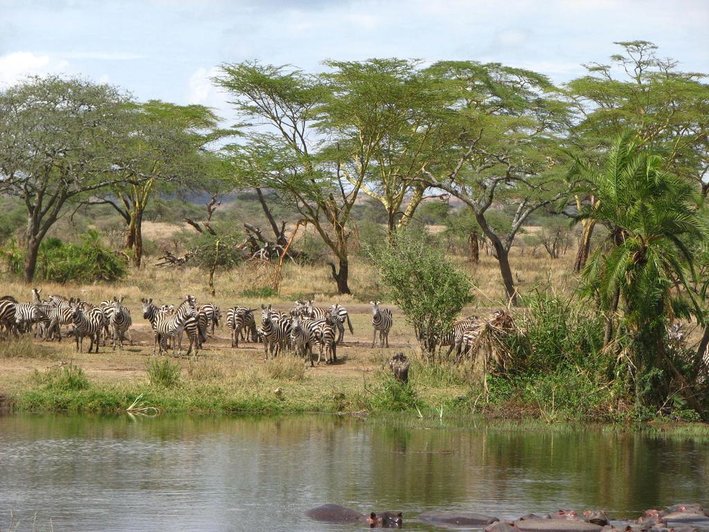 ホテル Maasai Simba Camp アンボセリ エクステリア 写真